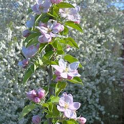 Obstbaumblüten