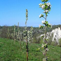 Junger Obstbaum